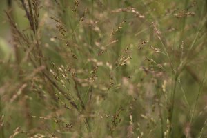 closeup photo of wheat-like plant