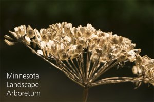 dead flower with text Minnesota Landscape Arboretum in lower-left corner