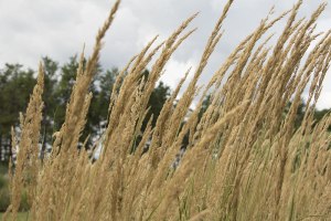 closeup photo of grass