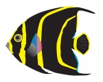 french-angelfish