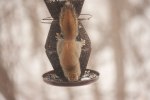 squirrel_feeder