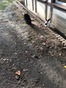 large bunny rabbits by a building