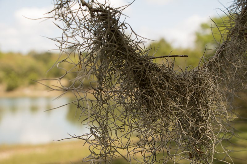 Spanish Moss dangling in front of camera